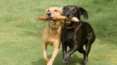 Ce sport de câine alege?